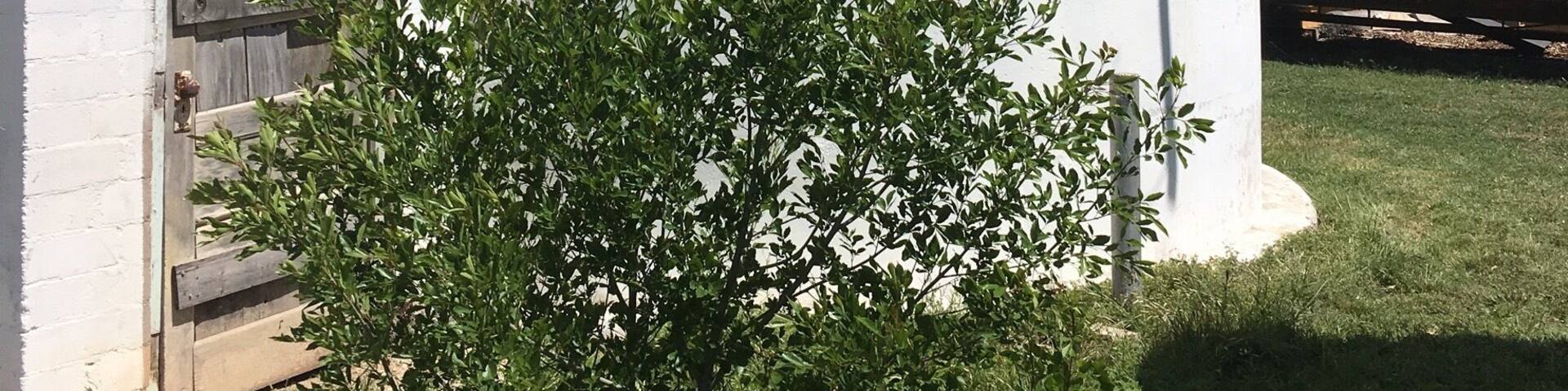 A local guy bought this old school in the one-block town of Eola and converted it into a brewery! It’s a one-man operation, so don’t expect anything fancy. His beer is simple and decent. Definitely worth the experience!