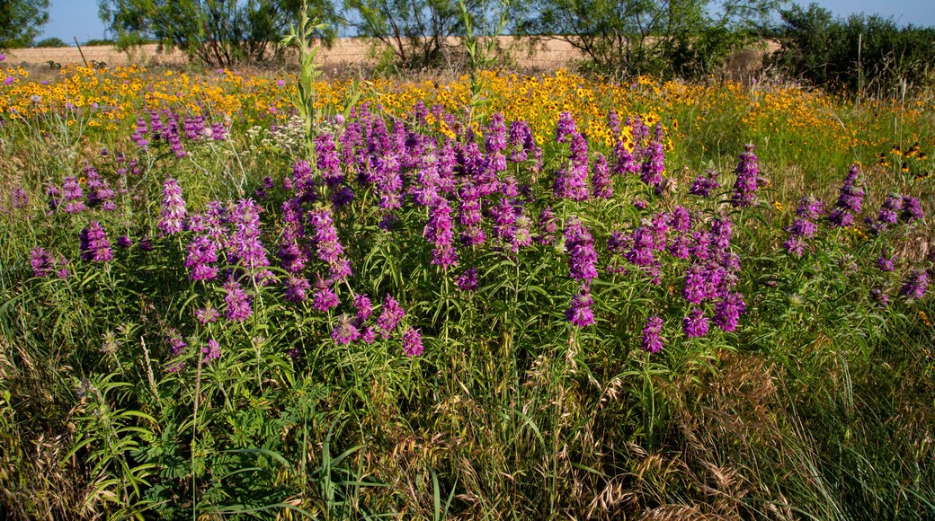 Condado de Palo Pinto