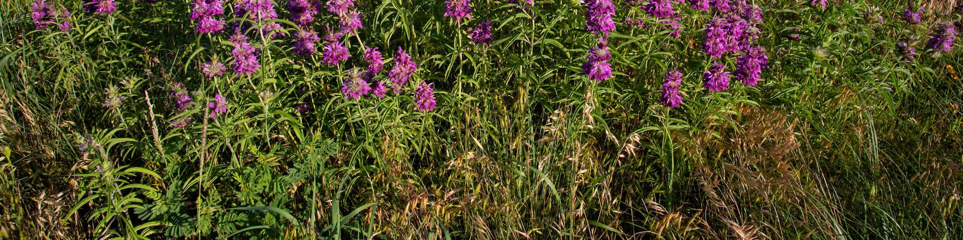 Horsemint (Monarda sp.), aka Beebalm on Texas roadside with Coreopsis.