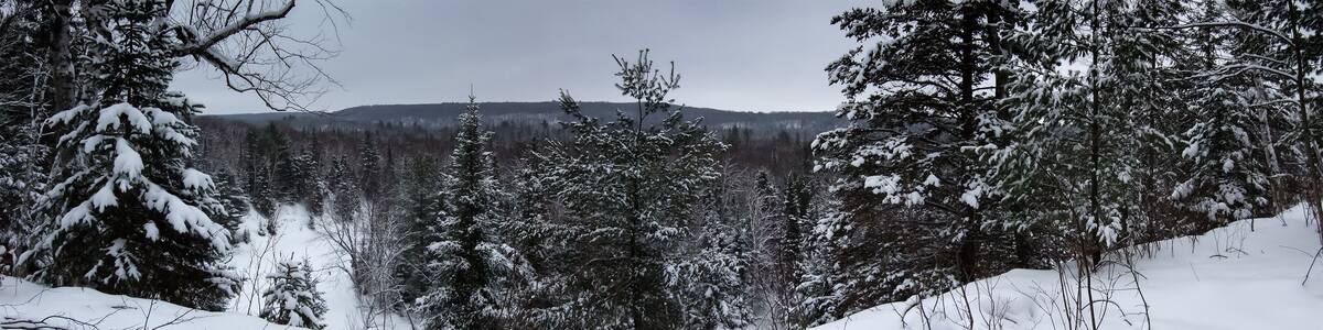 Trees in a forest, Orangeville, Dufferin County, Ontario, Canada