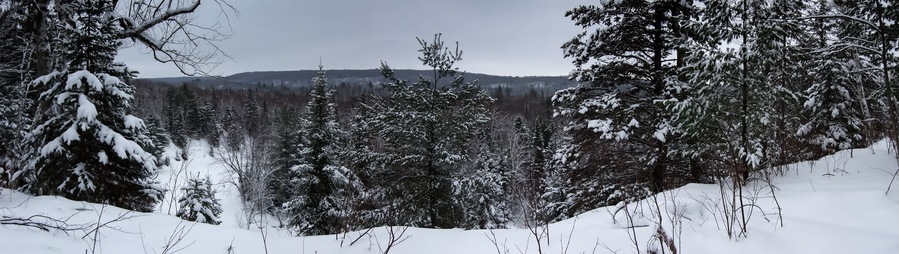 A snowy forest with dense evergreen trees and a distant mountain range.