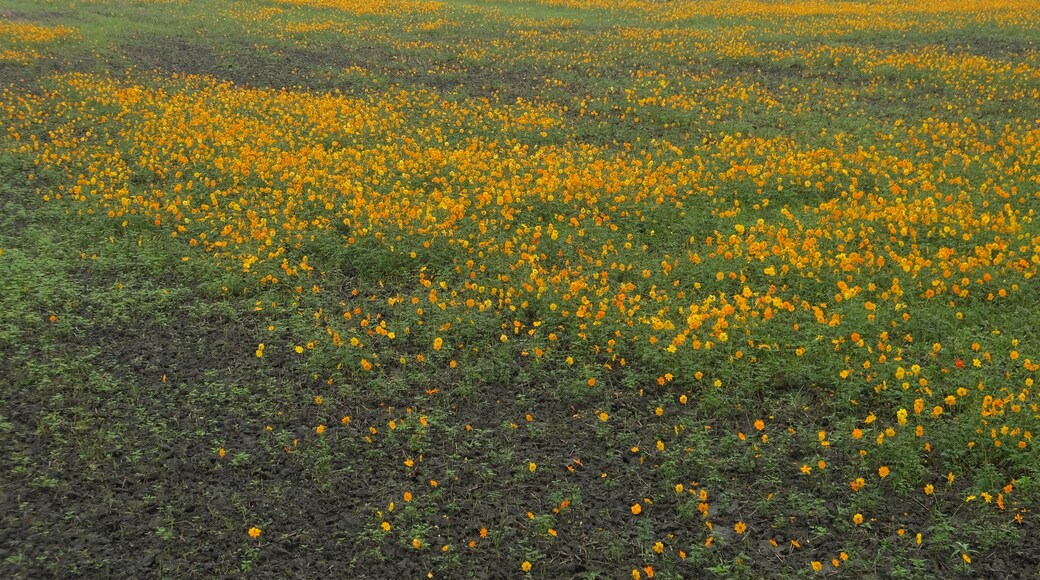 花田 Flower Field