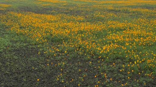 花田 Flower Field