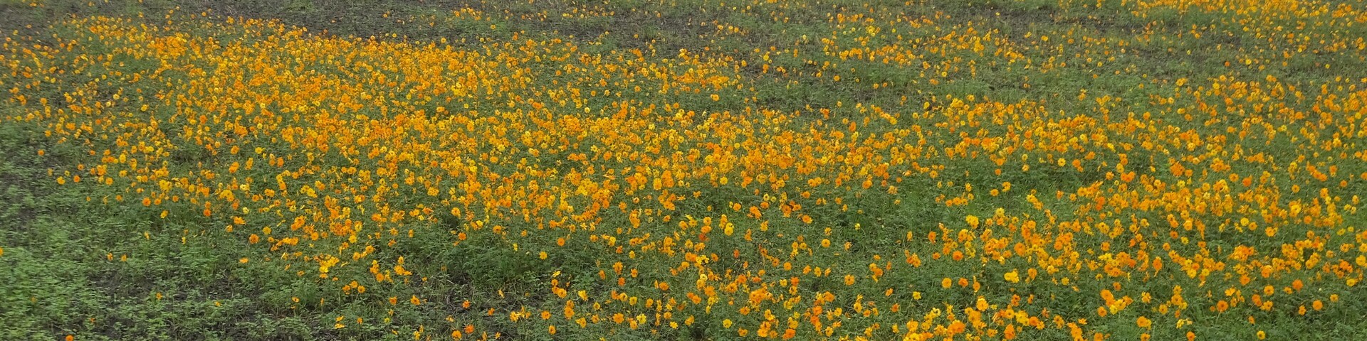 花田 Flower Field