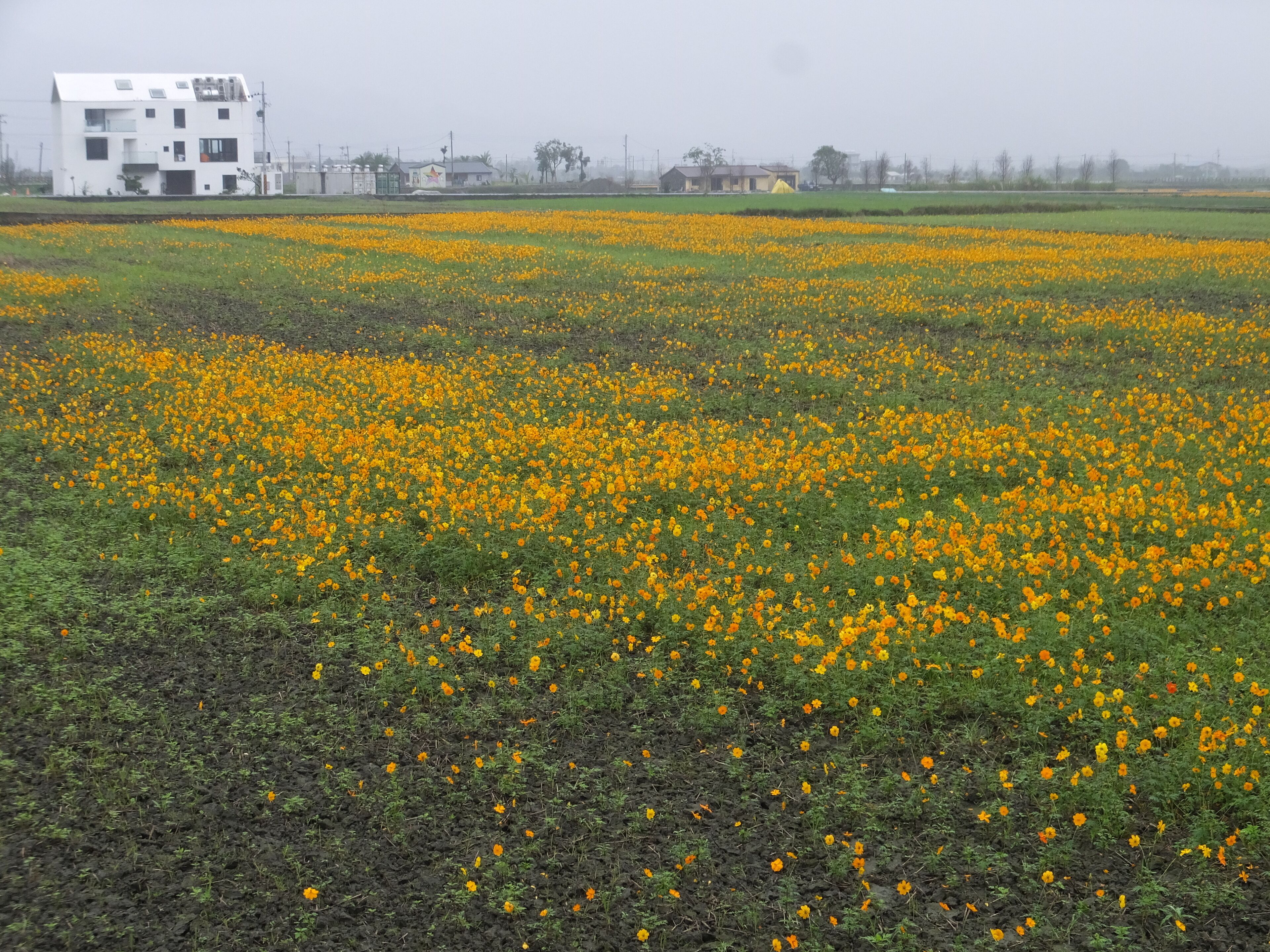 A field of yellow flowers with a white building in the background.
