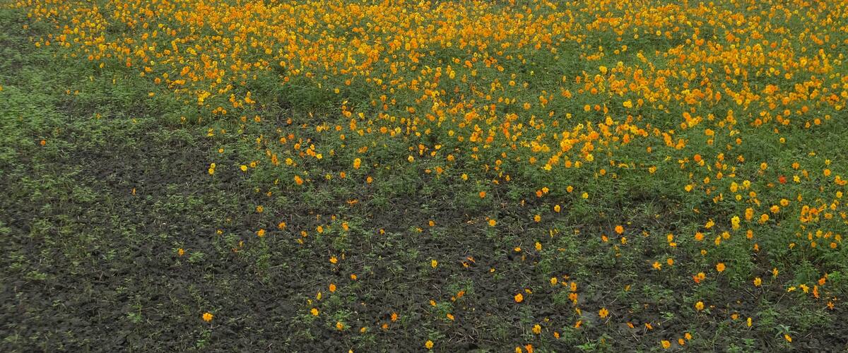 A field of yellow flowers with a white building in the background.