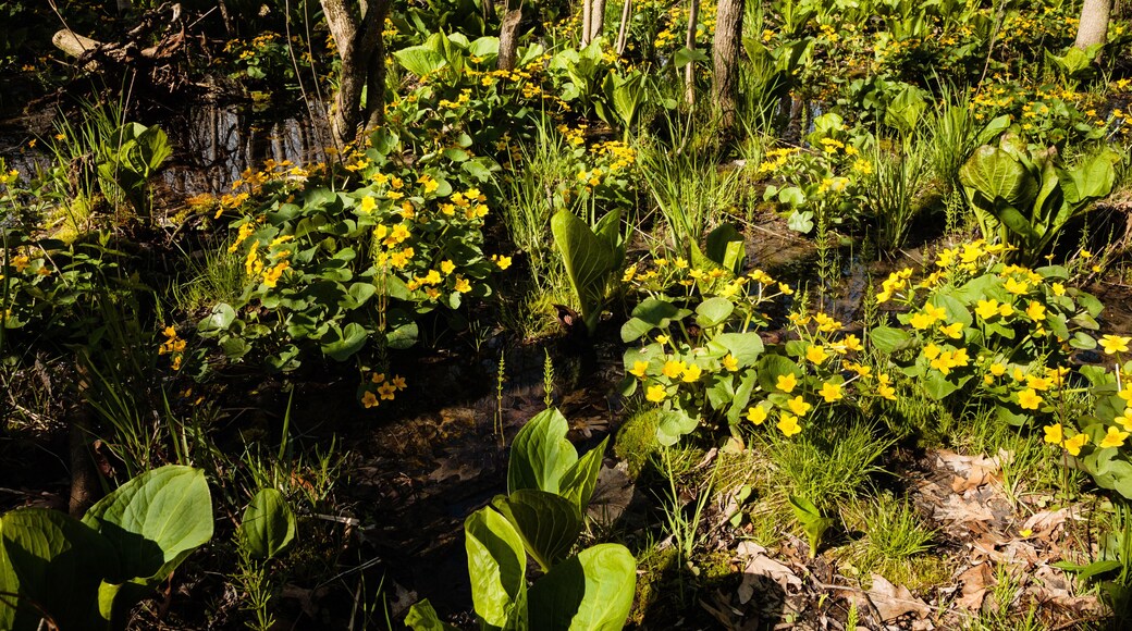 Marsh marigolds and skunk cabbage in spring wetlands within Mauthe Unit, Northern Kettle Moraine State Forest, Cambellsport, Wisconsin
