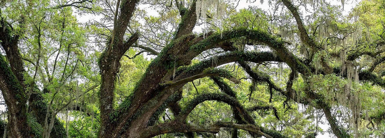 Majestic oak trees with sprawling branches draped in Spanish moss