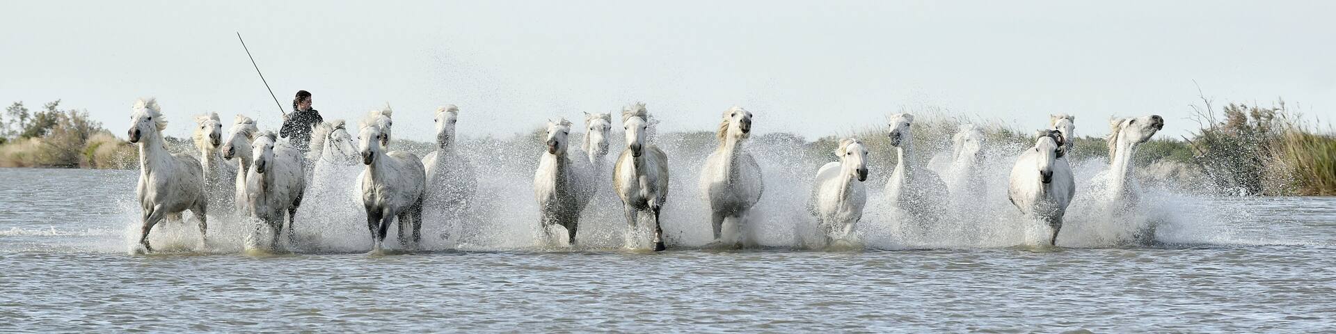 Running White horses through water