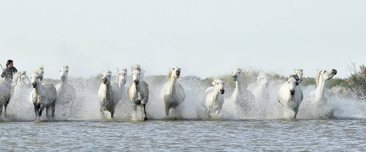 A group of white horses running through a body of water, splashing water around them.