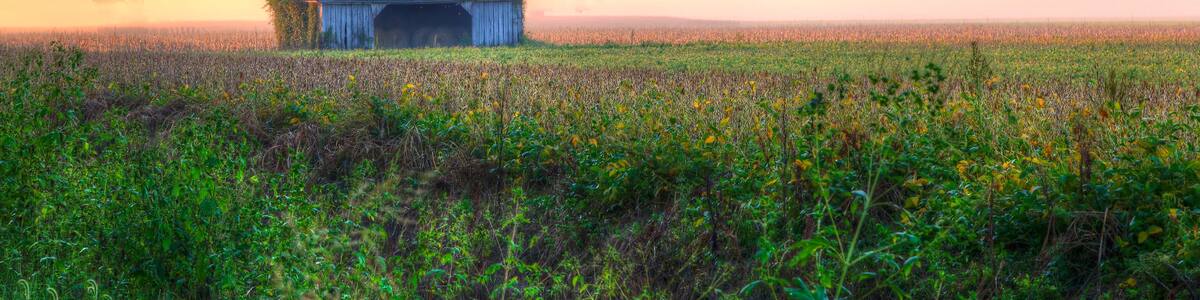 Barn between the trees Highway 94 in Warren County at dawn, the colorful sunlight dances on the low lying fog.