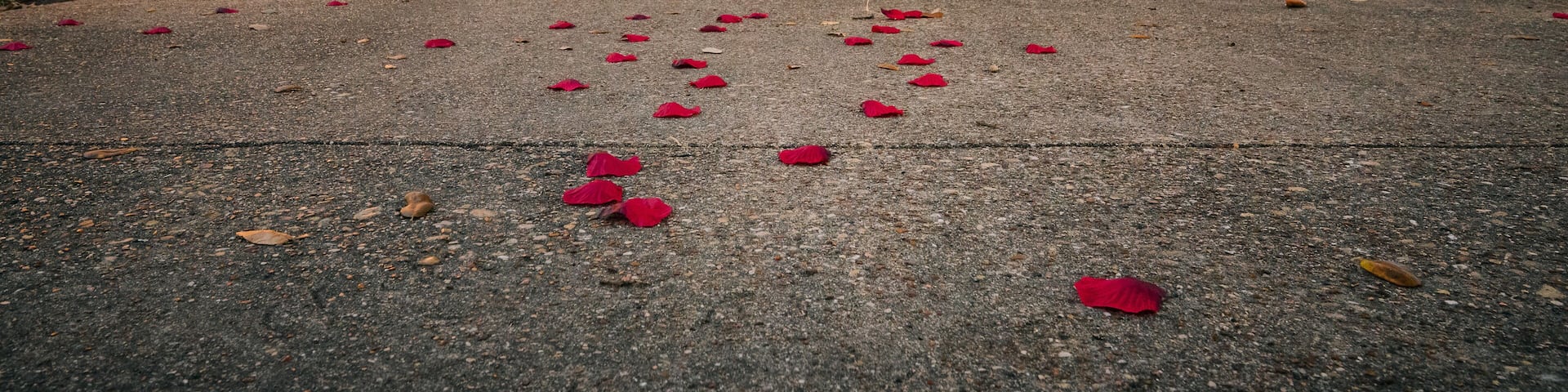 A large tree-lined pathway with red petals scattered on the ground.