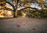 Texas A&M University - College Station