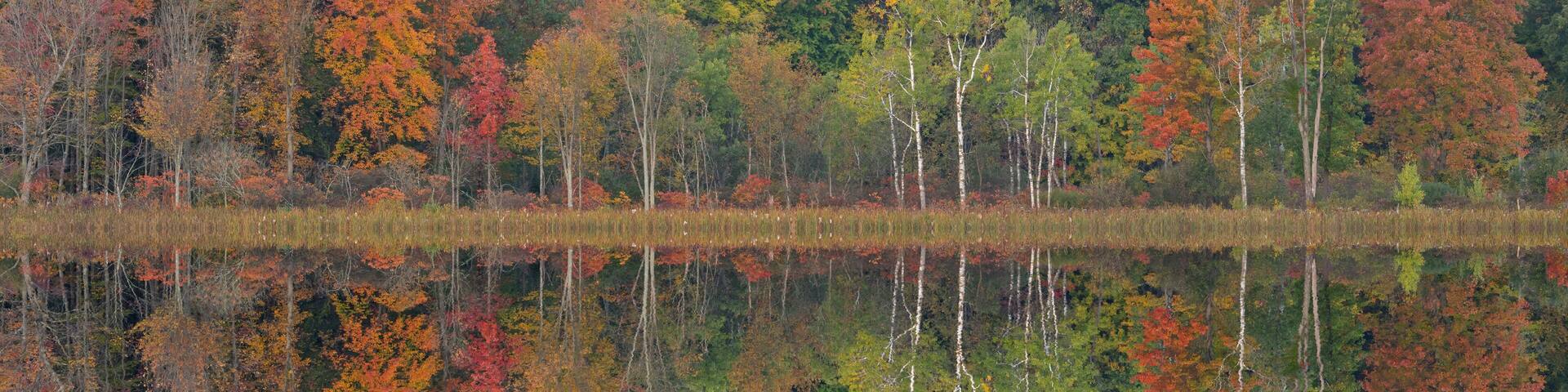 A calm lake reflecting colorful autumn trees and a dense forest in the background.
