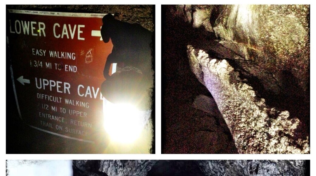 The Ape Caves are the longest continuos lava tube in the continental US at 2.5 miles long. Be prepared and bring a flashlight (headlights are best) full of batteries! And dress warm, it's usually a cool 42 degrees w water dripping from the ceiling.