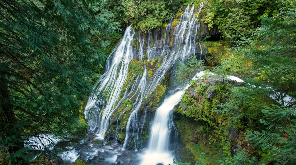 A multi-tiered waterfall surrounded by dense green forest.