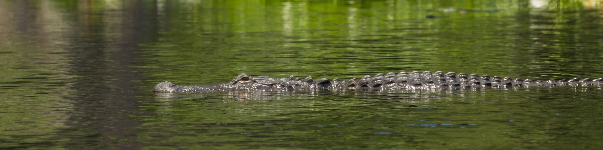 Alligator in Okefenokee Swamp, Charlton County, Georgia, USA