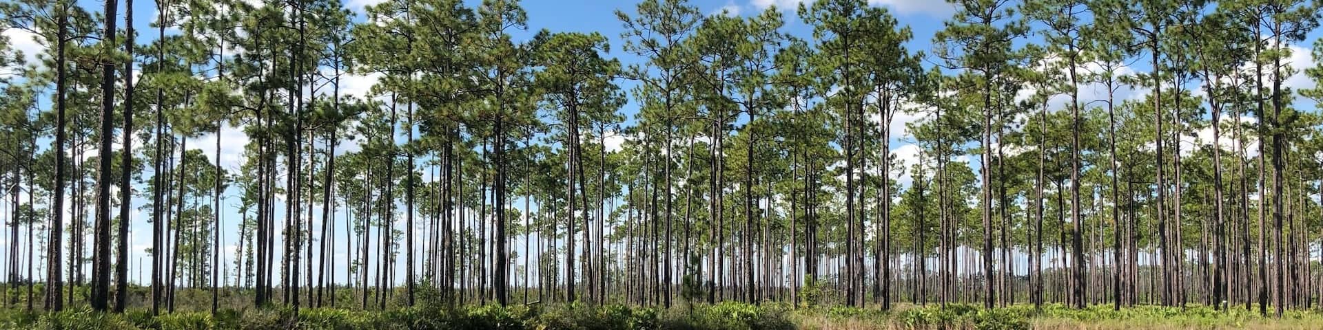 Slash pines, ponds and blue skies along the parks scenic Swamp Island Drive.