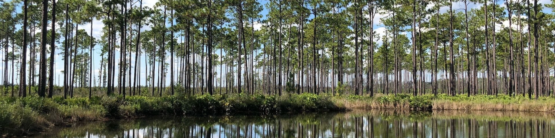 Slash pines, ponds and blue skies along the parks scenic Swamp Island Drive.