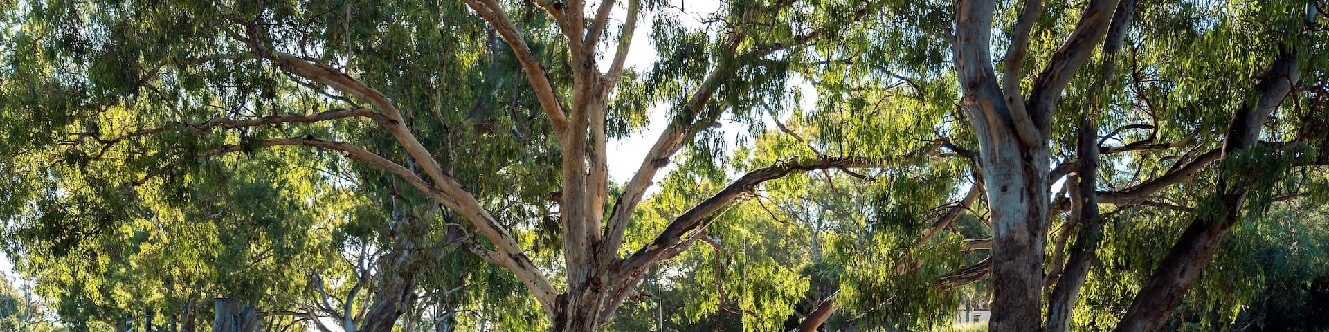 Queens Park river walk at Warwick, QLD, Australia