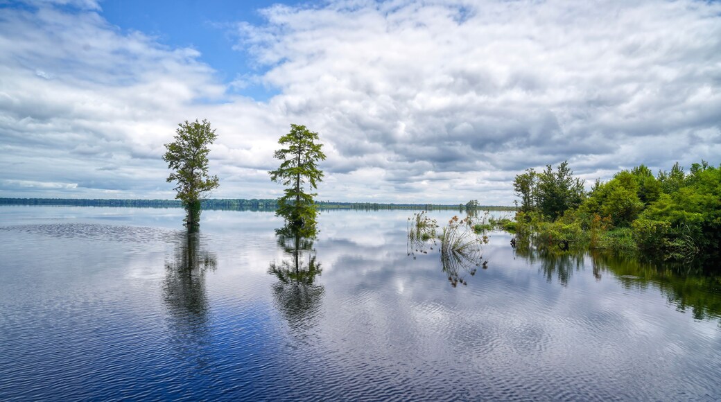 Scenic View of Lake Drummond and Bald Cypress Trees at Great Dismal Swamp National Wildlife Refuge in Suffolk Virginia