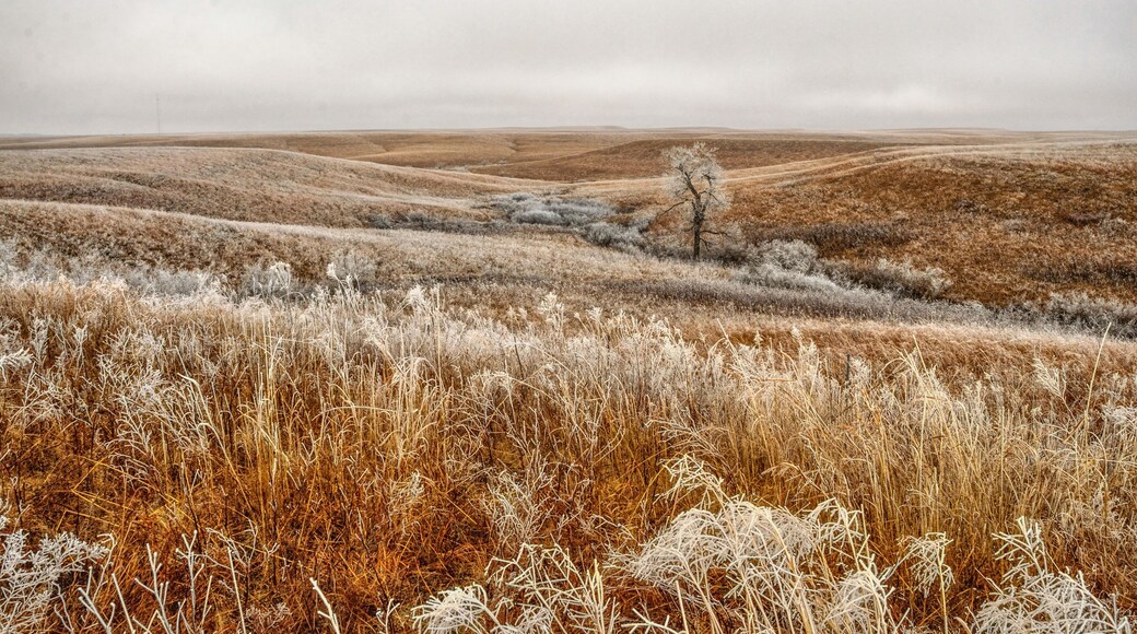 Frosty Prairie