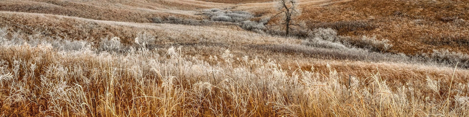 Frosty Prairie