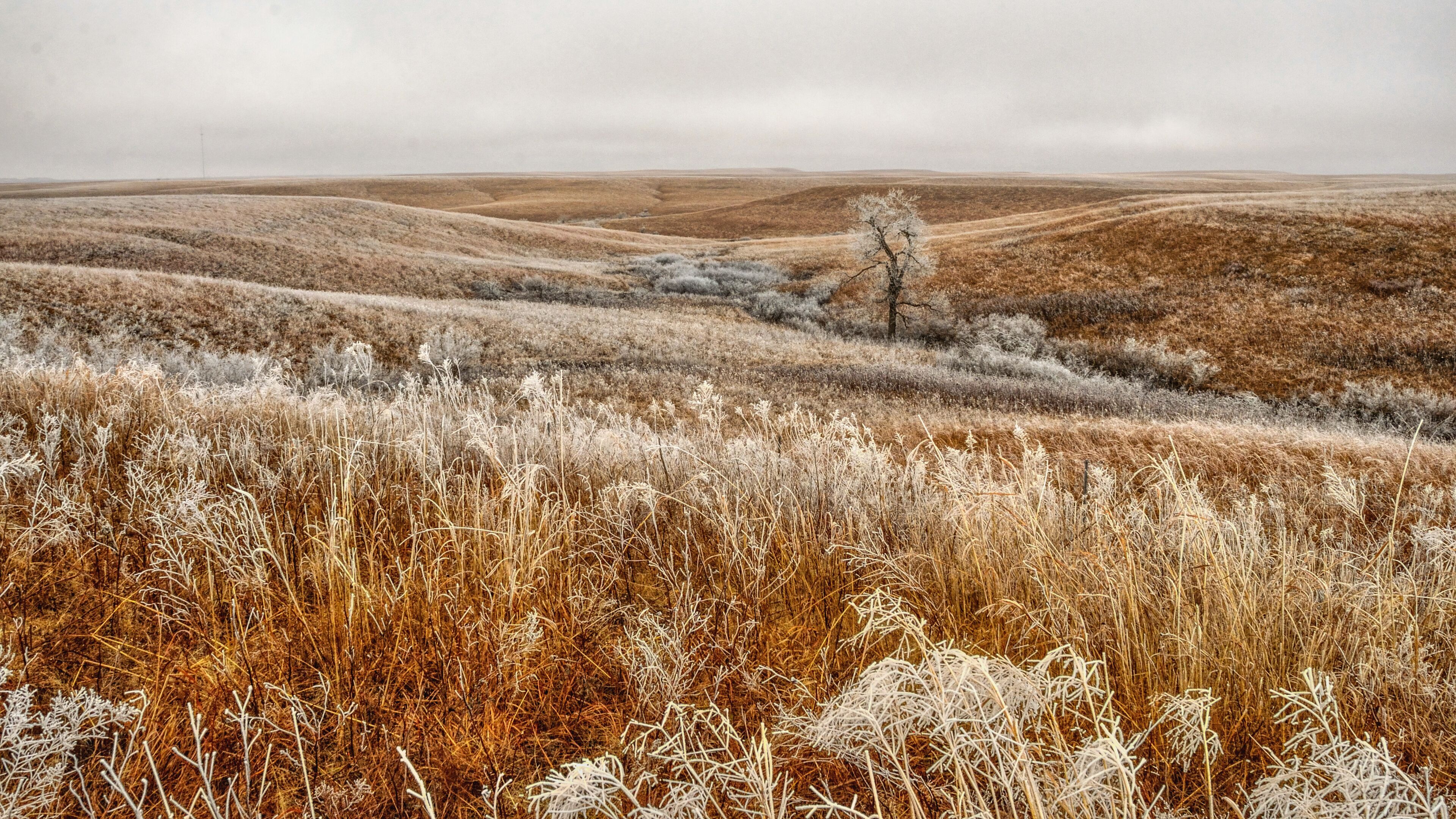 A frost-covered landscape with rolling hills and a solitary tree.