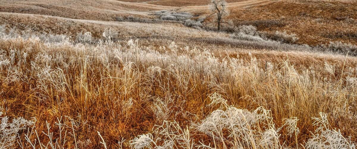 A frost-covered landscape with rolling hills and a solitary tree.