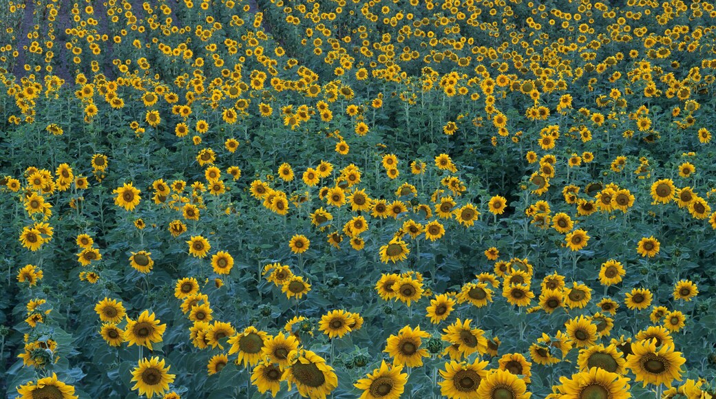 Washington State, Lincoln County, near Harrington, sunflower field in bloom