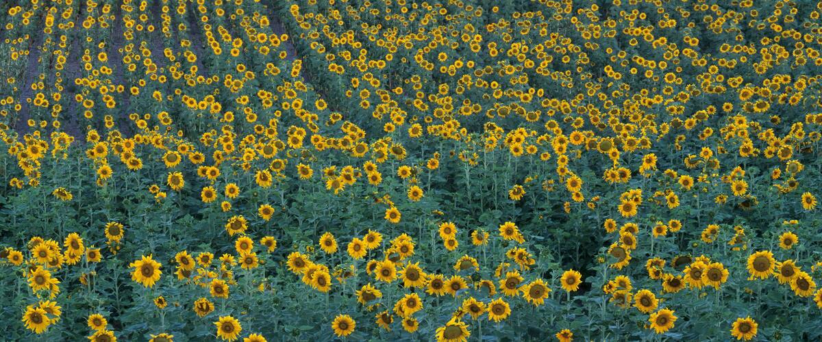 Washington State, Lincoln County, near Harrington, sunflower field in bloom
