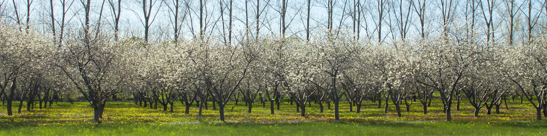 Rows of cherry blossoms and taller trees in background with road in foreground. Farmers cherry orchard in michigan with copyspace.