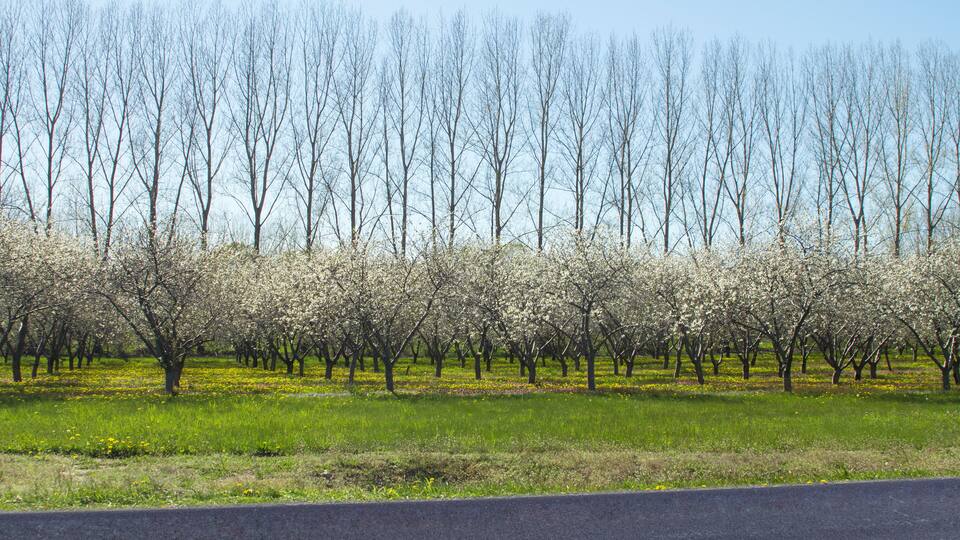 A tree-lined orchard with blooming trees and a paved road in the foreground.