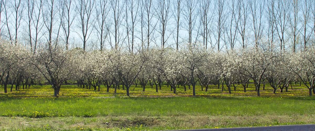 A tree-lined orchard with blooming trees and a paved road in the foreground.