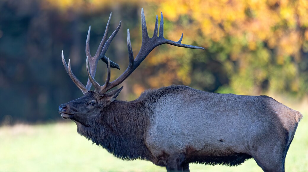 Wed banner of a Bull Elk.