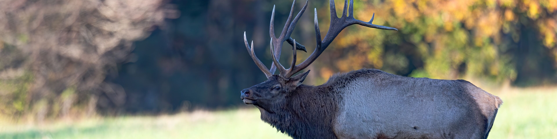 Wed banner of a Bull Elk.