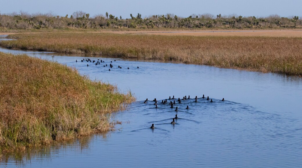 USA, Texas, Cameron County. Laguna Atascosa National Wildlife Refuge, American coots in winter habitat
