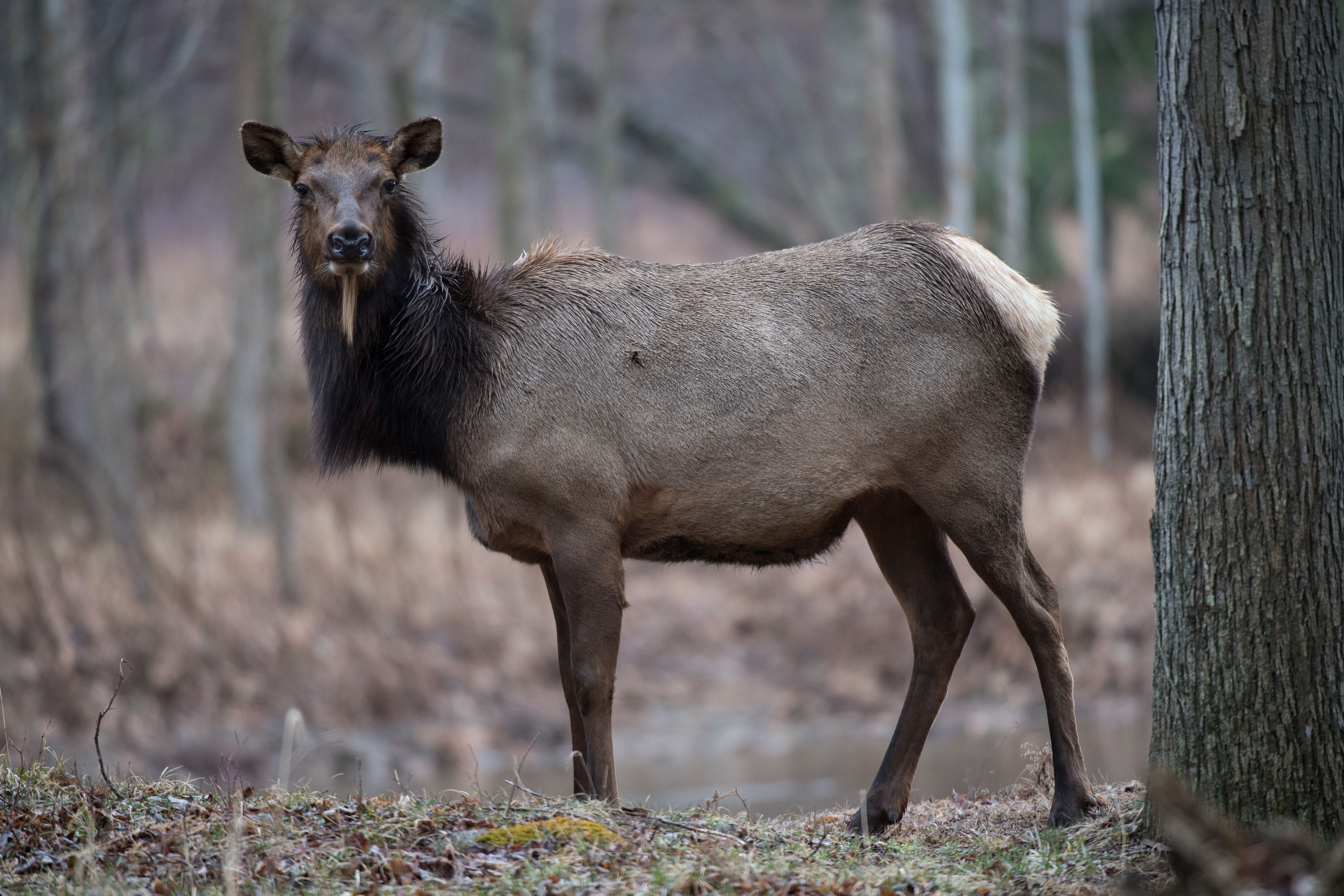 Wet cow elk standing beside tree in front of river