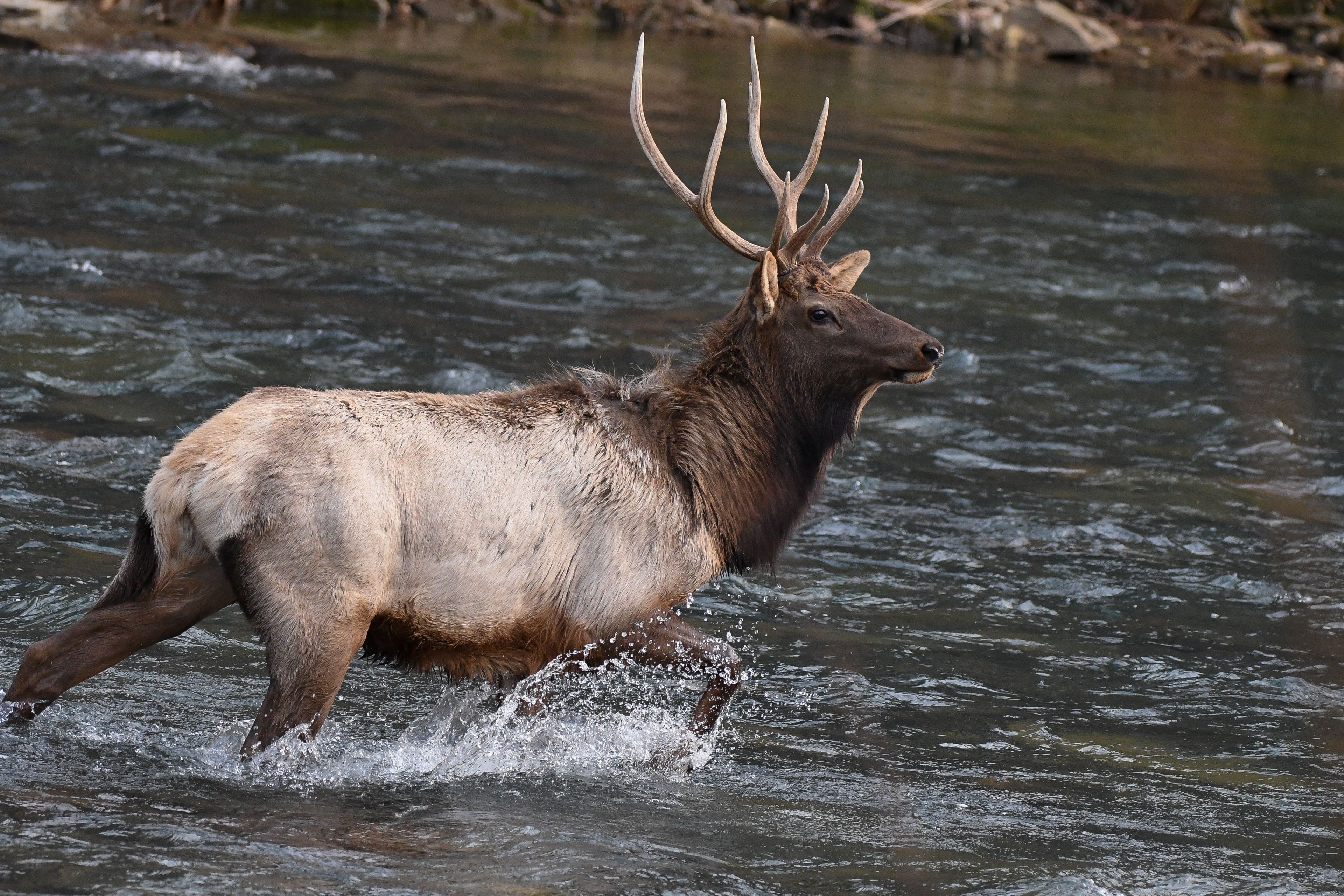 4x5 bull walking in the river with a splash.
