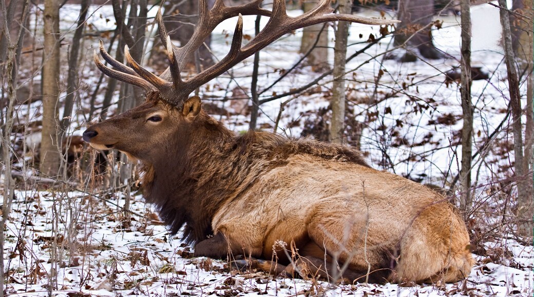 A large elk with prominent antlers resting in a snowy forest.