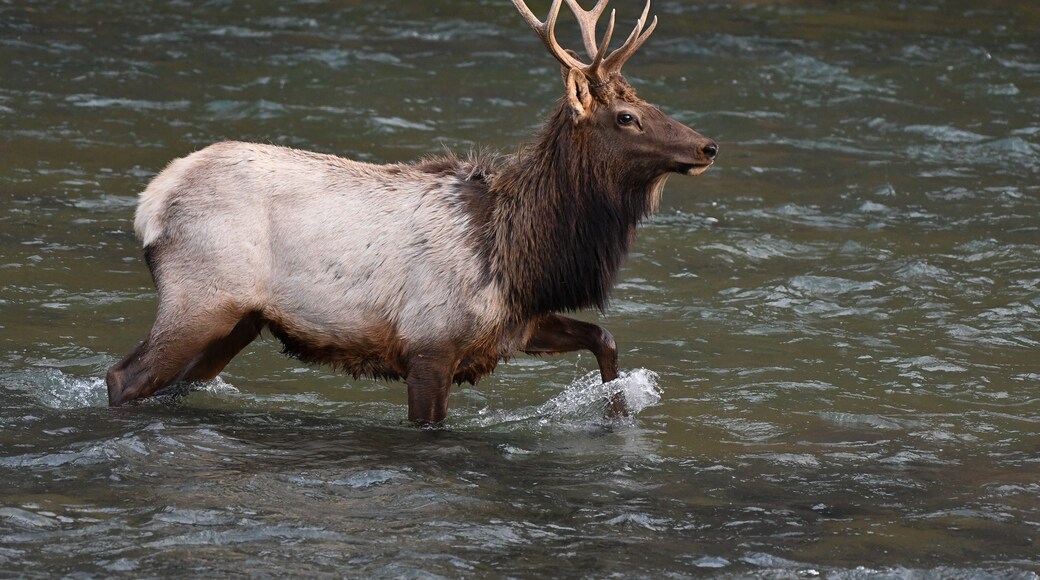 4x5 bull walking in the river.