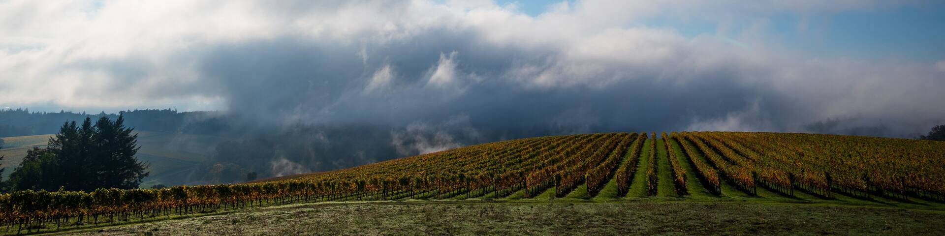 A hill of golden vines is touched by morning mist under heavy clouds in late fall in Oregon.