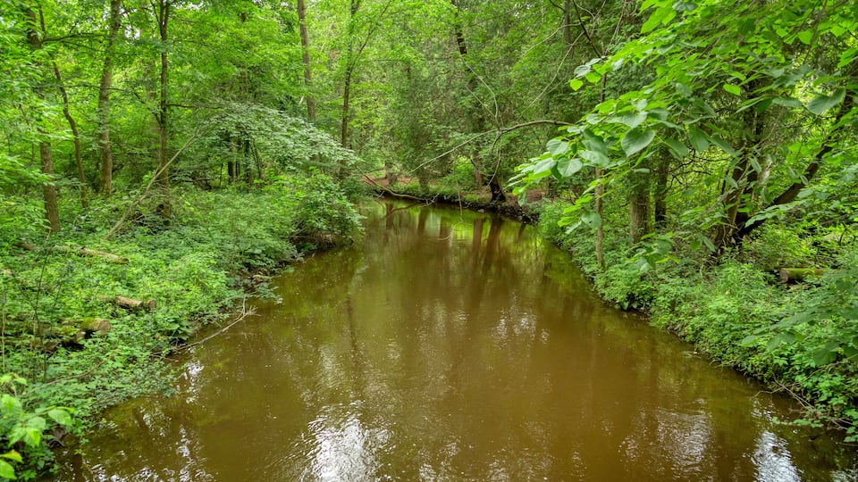 A narrow river winding through a dense forest with lush green foliage and trees.