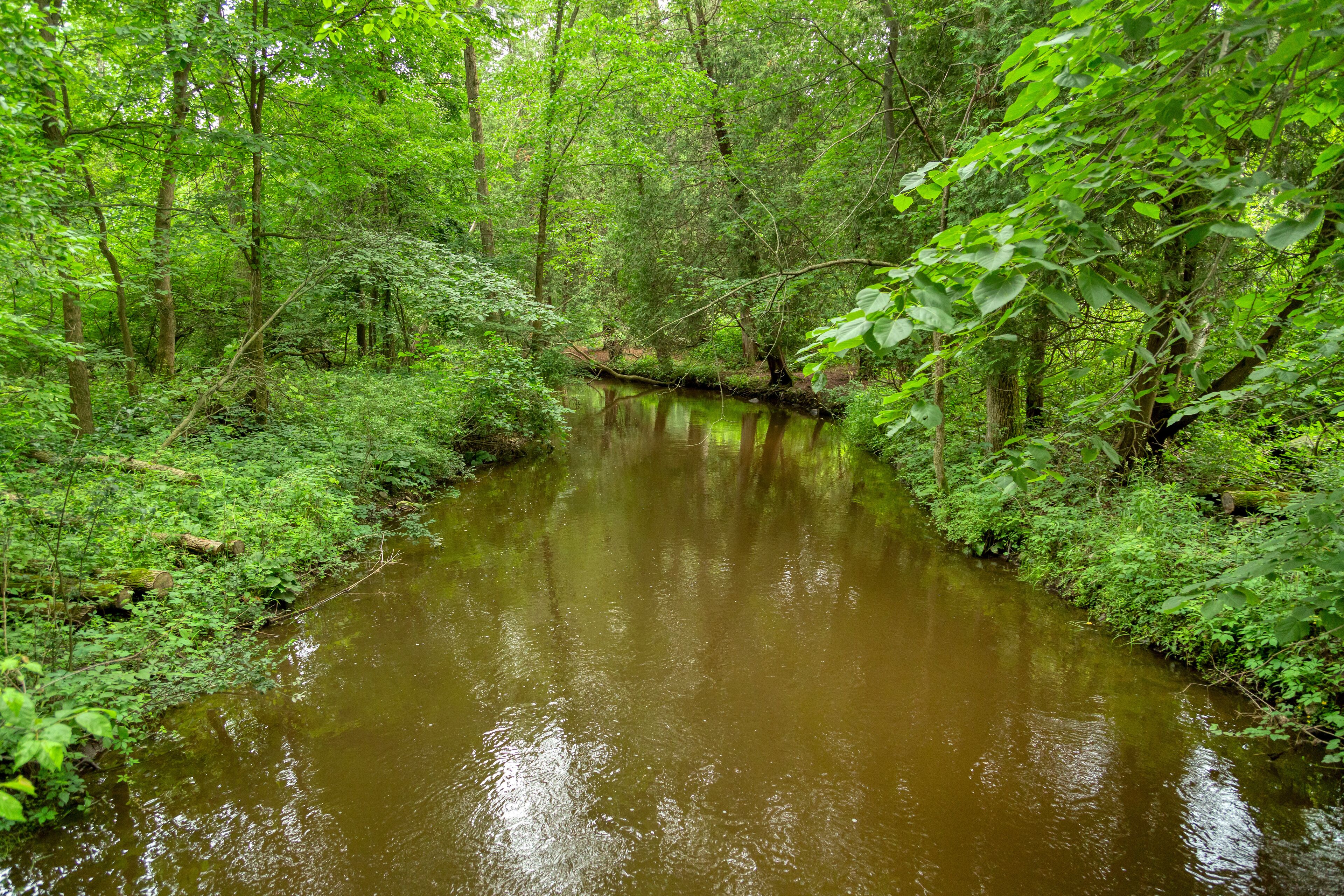 A narrow river winding through a dense forest with lush green foliage and trees.