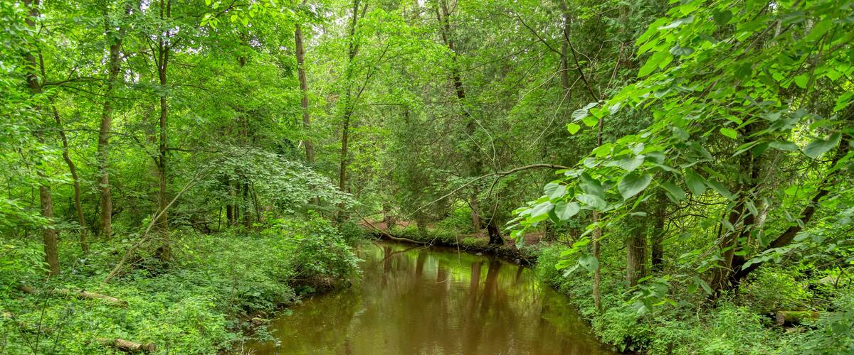 A narrow river winding through a dense forest with lush green foliage and trees.