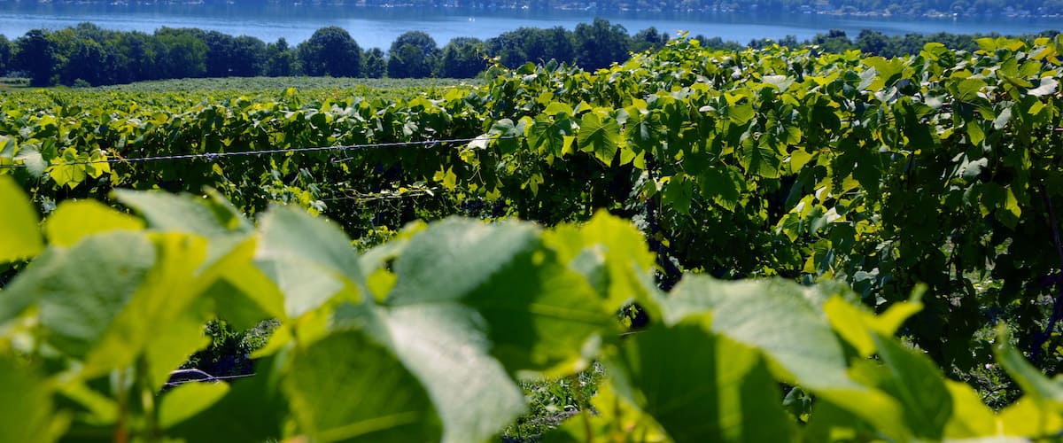 Ein Weinberg mit Rebenzeilen im Vordergrund und ein See mit Bäumen im Hintergrund.