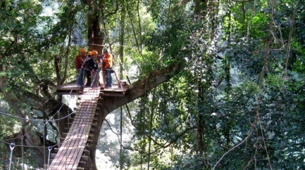 Flight of the Gibbon zip-lining tour.