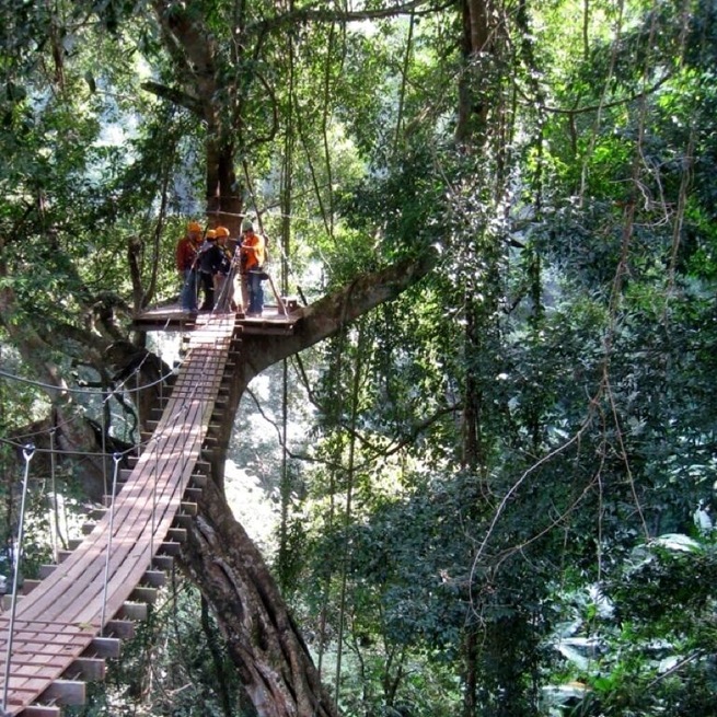Flight of the Gibbon zip-lining tour.