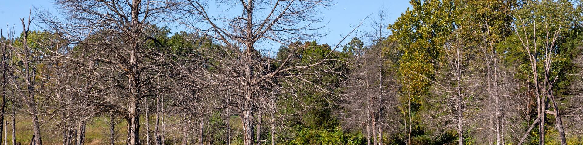Landscape of the Marais Temps Clair wetland conservation area in Saint Charles County Missouri