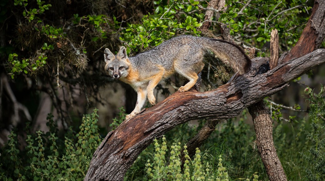 Gray Fox (Urocyon cinereoargenteus) climbing tree